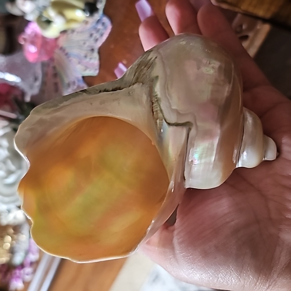 Trinket Abalone Shell - image 7